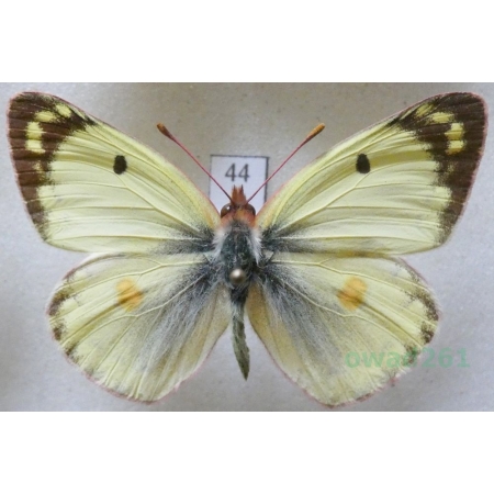 Colias alfacariensis Ribbe, 1905 male Szlaczkoń południowiec Czech44